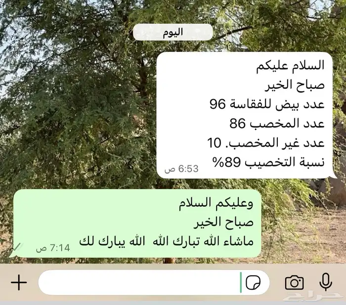 بيع بيض مخصب 21