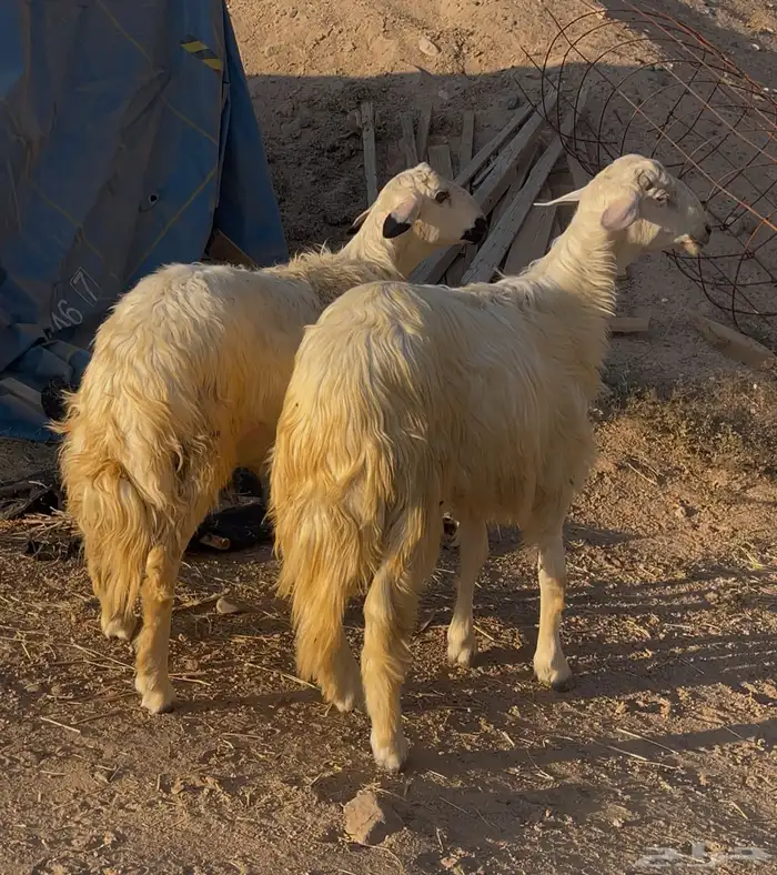 خرفان كرامات ولا مبدا 0