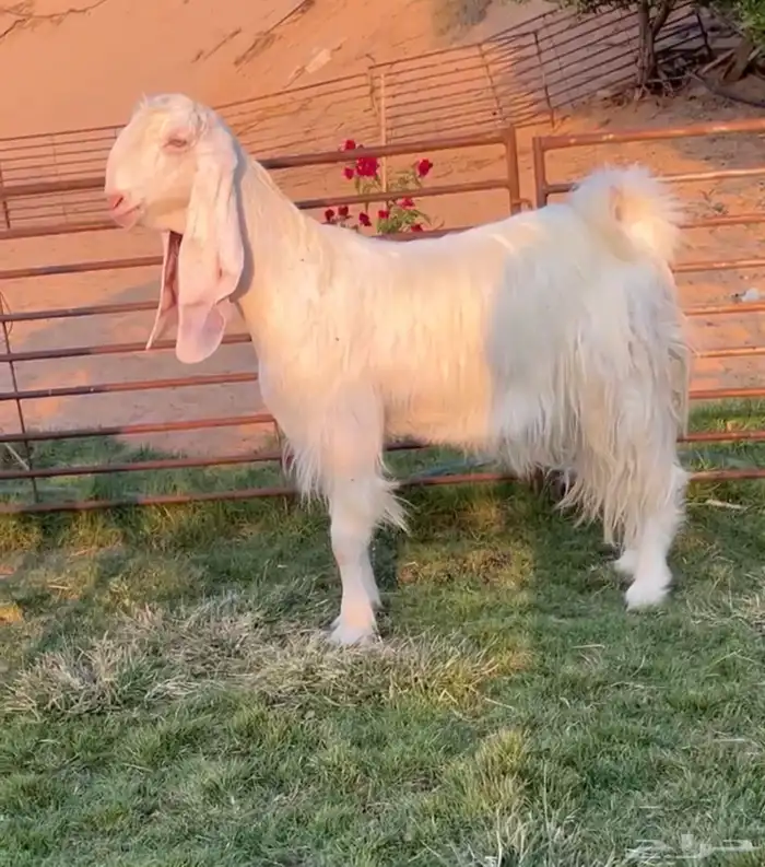 مطوره برصا مضرع 0