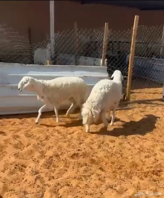 طليان ذبايح ومشاريع فحول 0