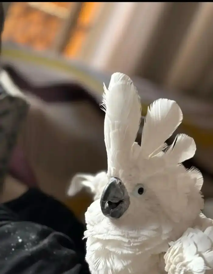 كوكاتو امبريلا 1