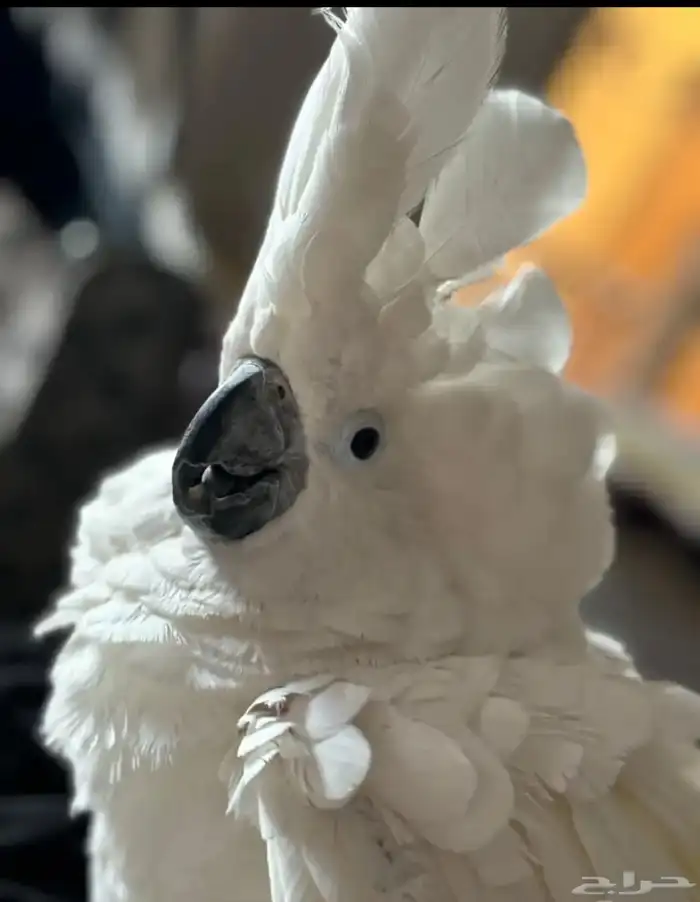 كوكاتو امبريلا 0