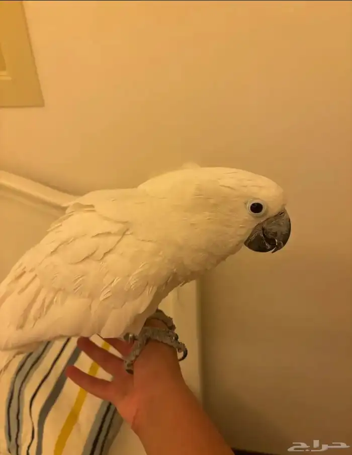 كوكاتو امبريلا 2