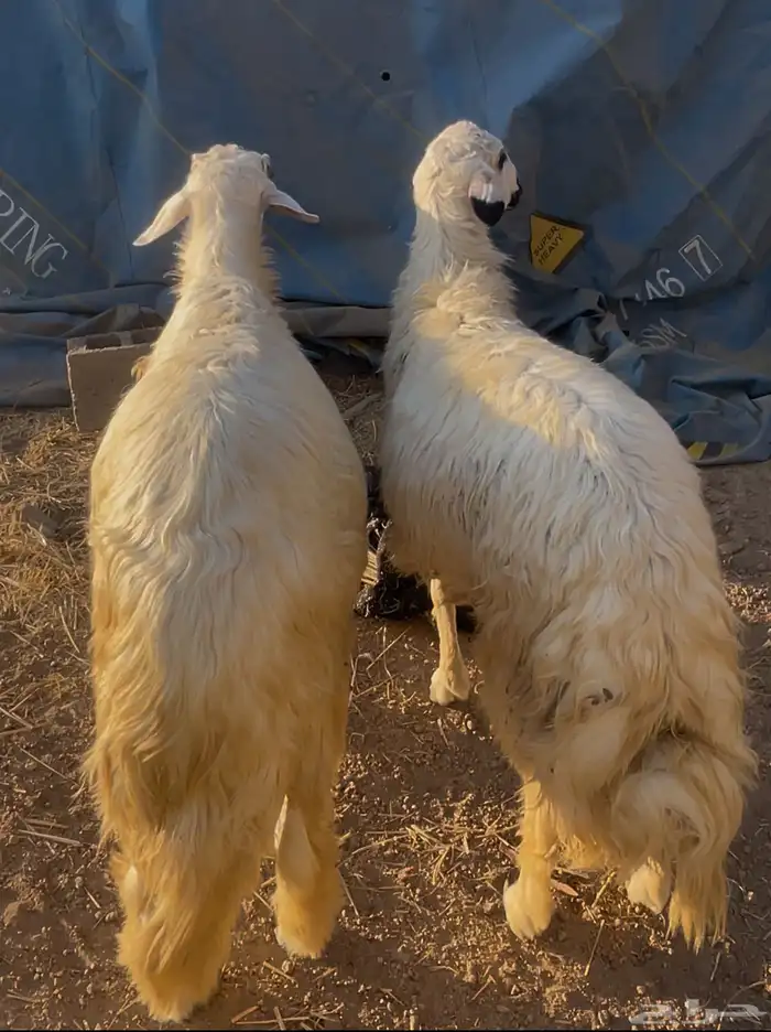 خرفان كرامات ولا مبدا 1