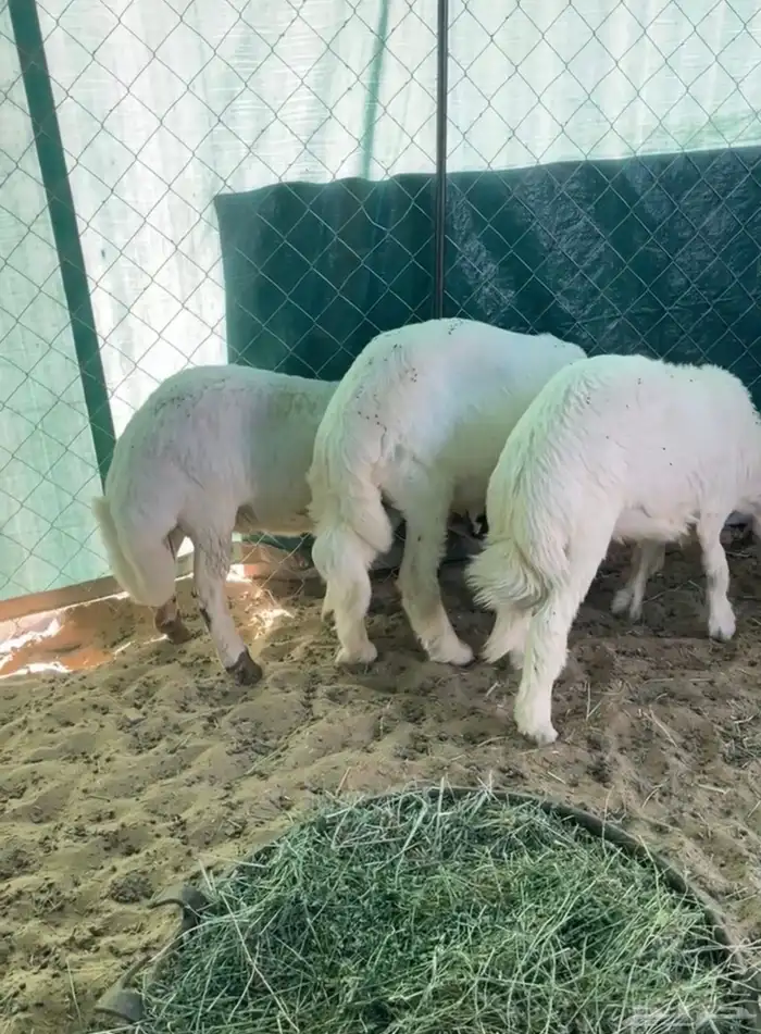 ثلاثه خرفان بلديات فل الفل 0