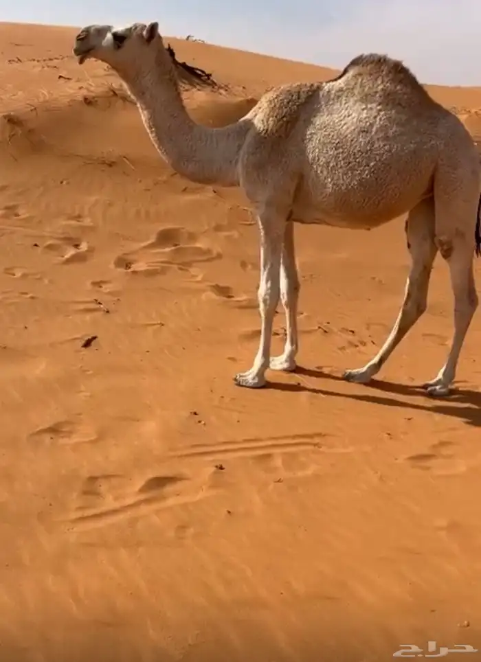 ثنو طيبه لقحه سليمه من العذاريب 3