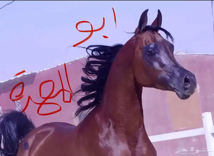 للبيع مهرتين و مهر 9