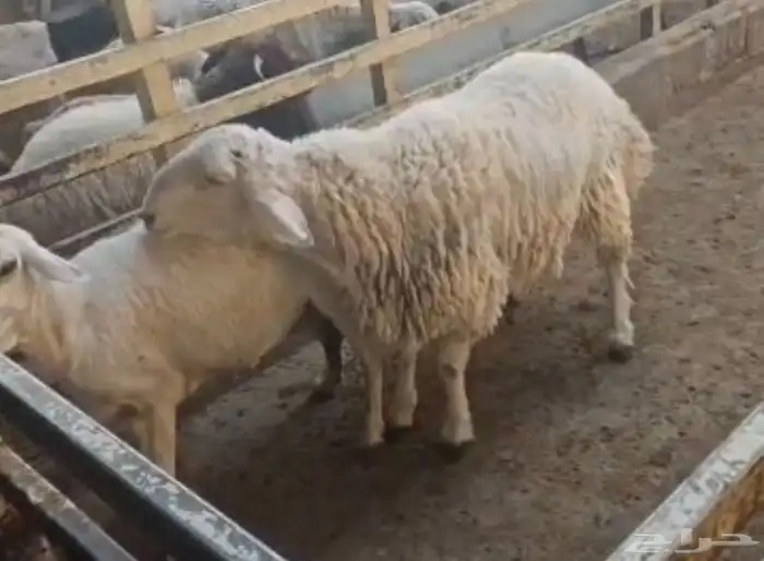 للبيع خرفان فحول 2