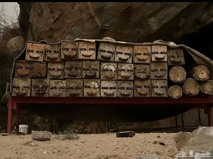 32 عود للبيع معى الطاولة و انتاج العسل واضح في الصورة 0