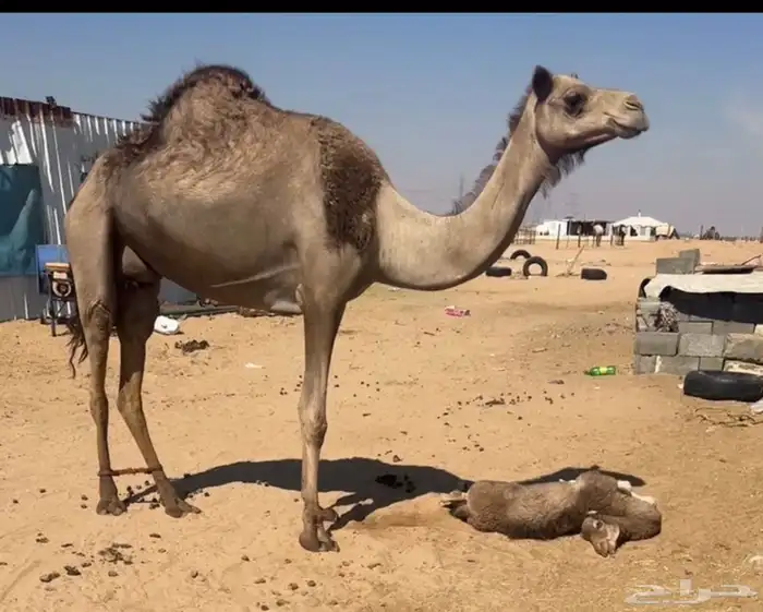 اميتت ميت ولدها البارح 1