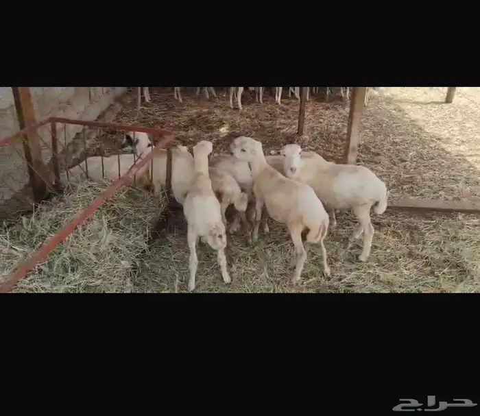 ضان بلدي تربيه فاخرة 1