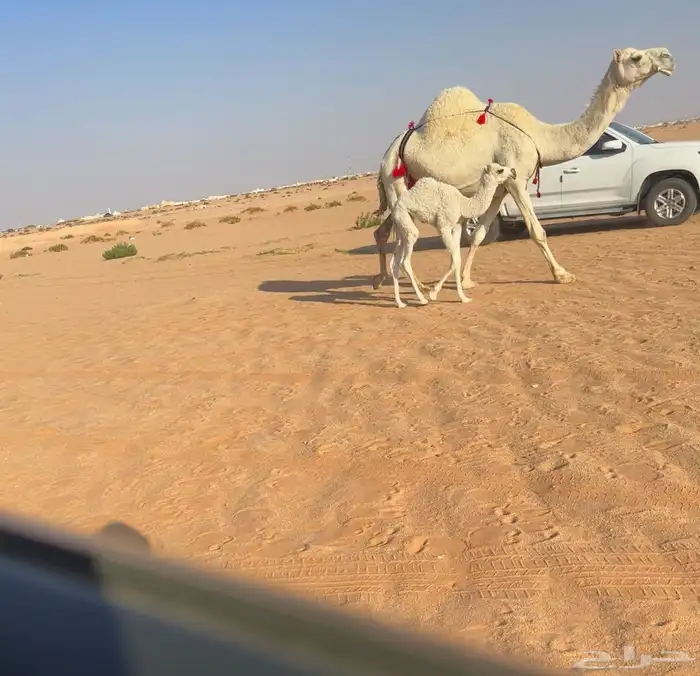 خلفه وضحا تحتها بكره 2