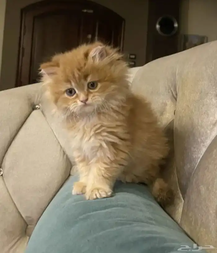 مطلوب قط للتبني يكون عمره صغير 0