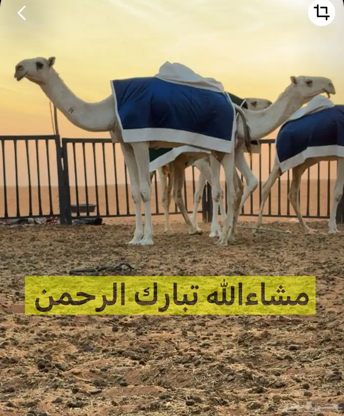 بعير منتج انتاج قوي وانتاجه موجود معه 7