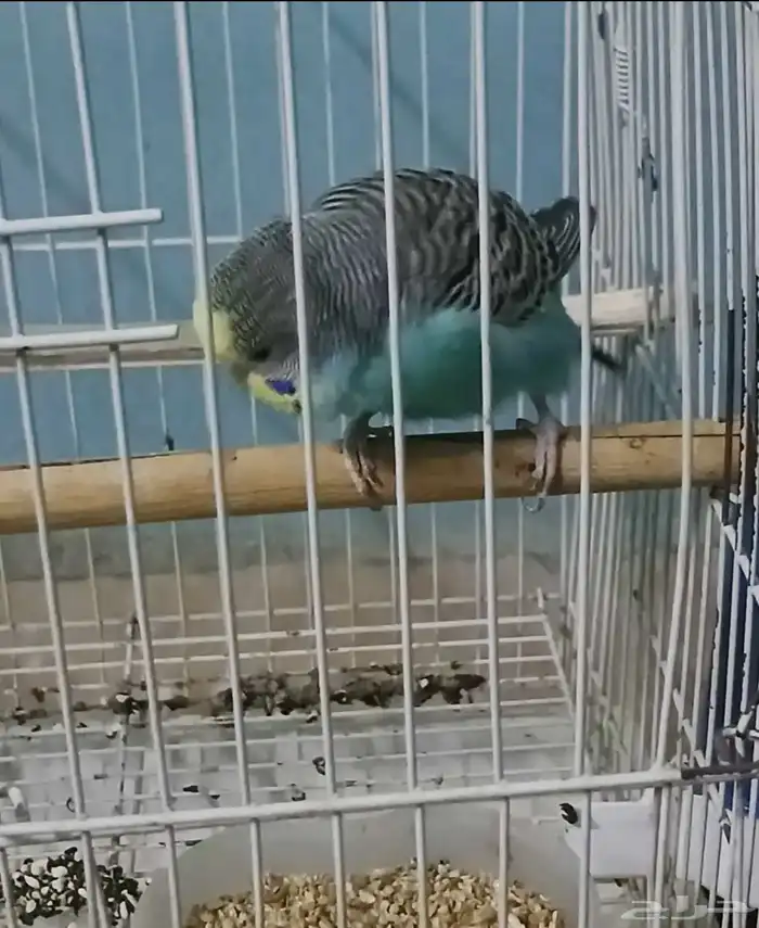 بادجي للبيع مع القفص 1