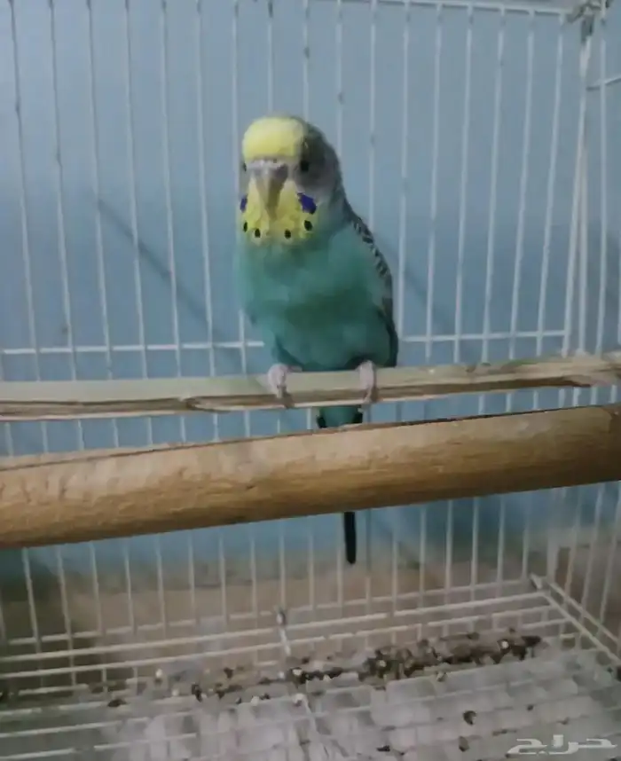 بادجي للبيع مع القفص 0