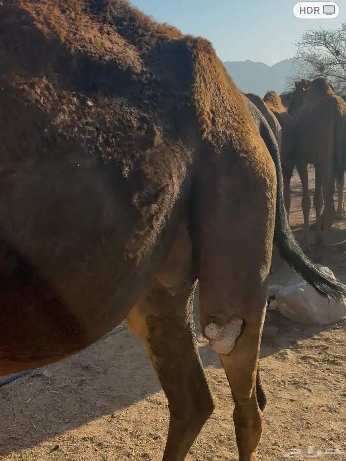 نياق لقحات مداني للبيع اقراء الاعلان جيدا 3