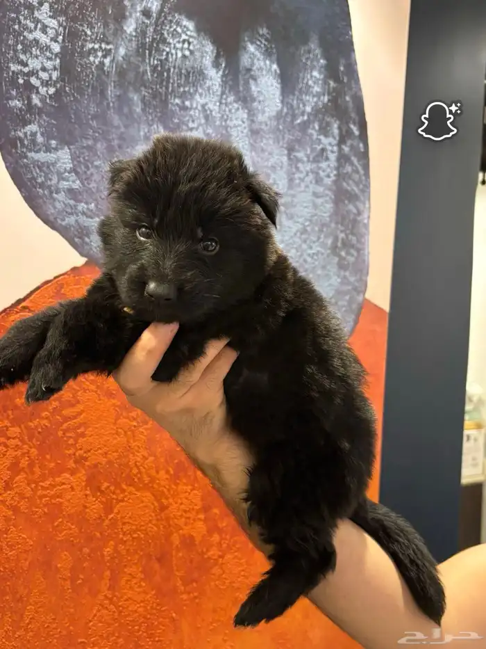 كلبه جيرمن للبيع 3