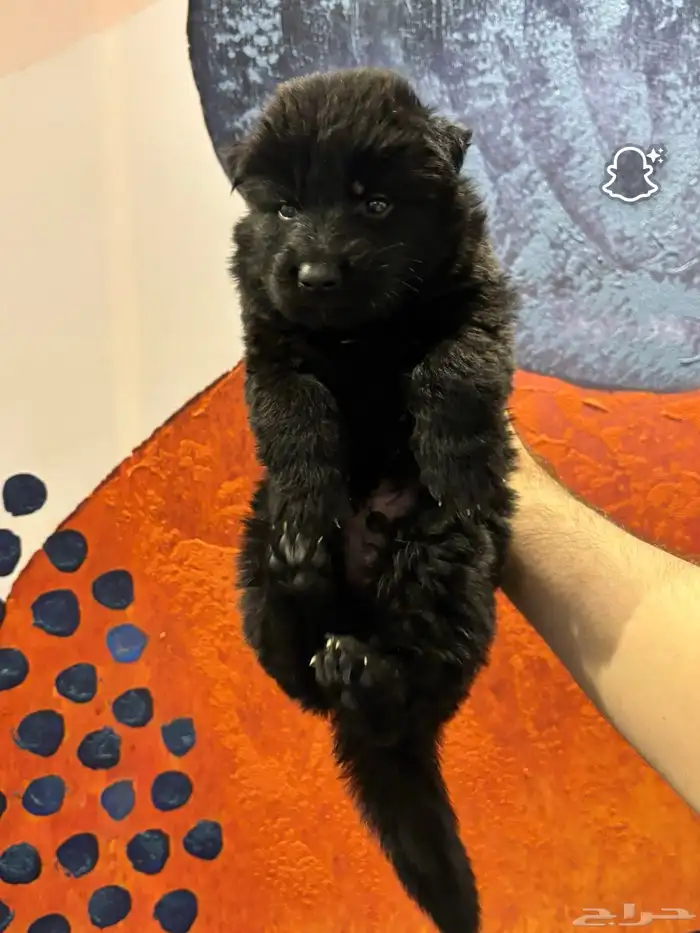 كلبه جيرمن للبيع 2