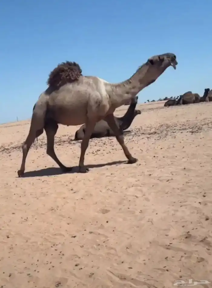 الشعلا الكفوو 1