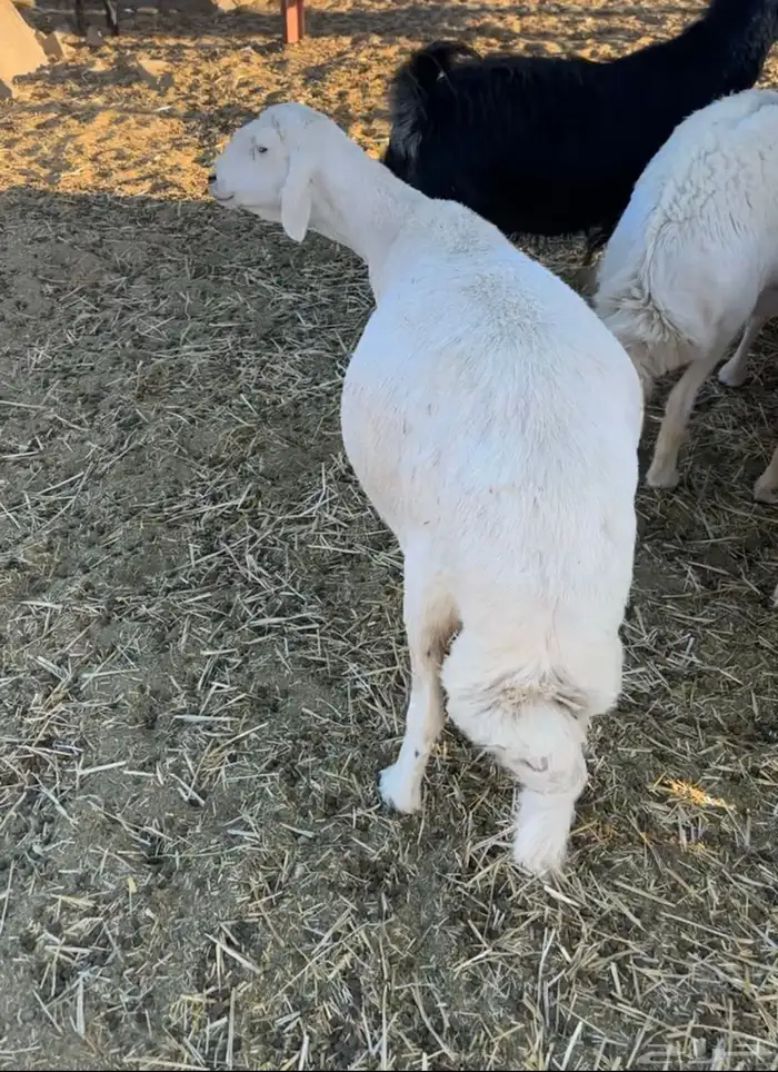 شاه حايل للبيع 0