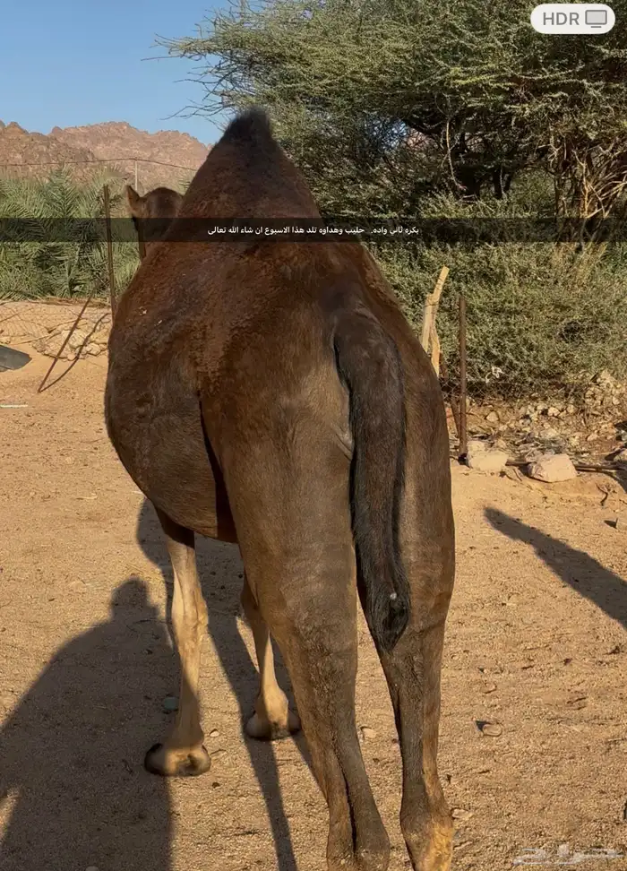 نياق لقحات مداني للبيع اقراء الاعلان جيدا 0