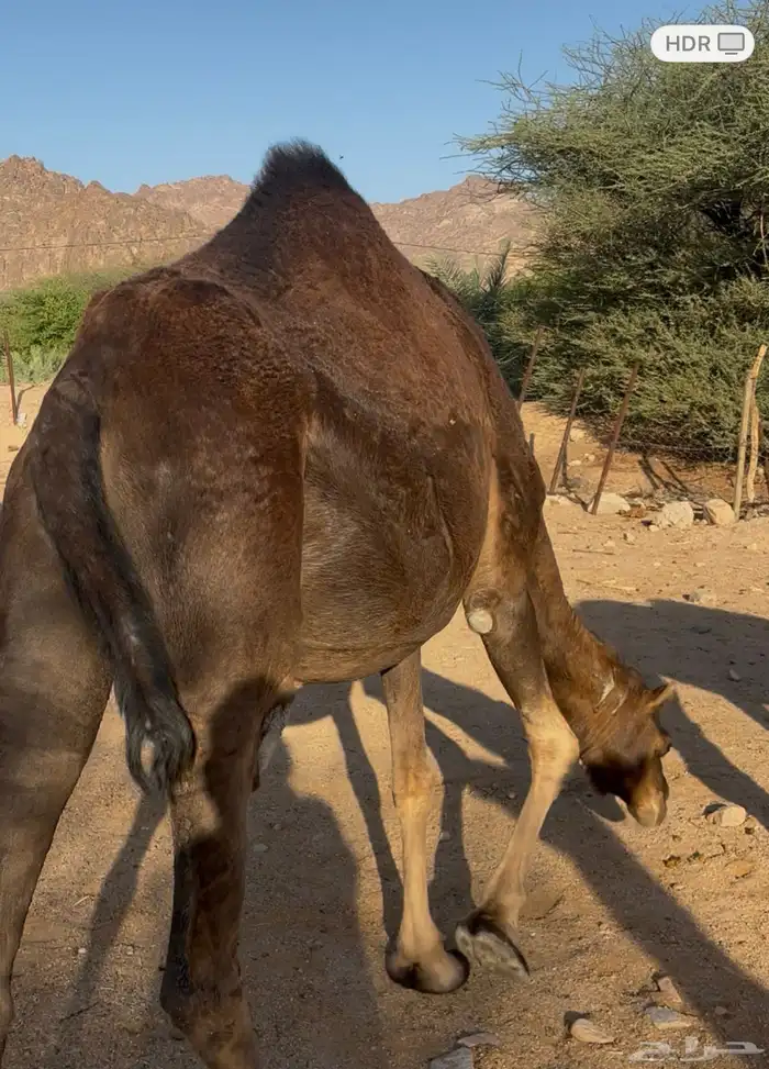 نياق لقحات مداني للبيع اقراء الاعلان جيدا 1