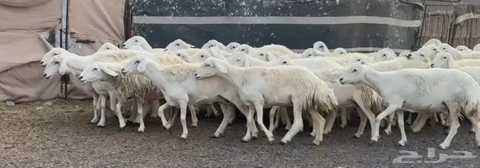 حريات فاخره وسعر طيب 0