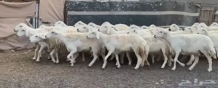 حريات فاخره وسعر طيب 1