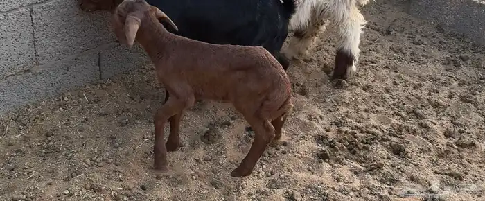 رفيدي خروف 9