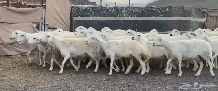 حريات فاخره وسعر طيب 6