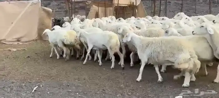 حريات فاخره وسعر طيب 4