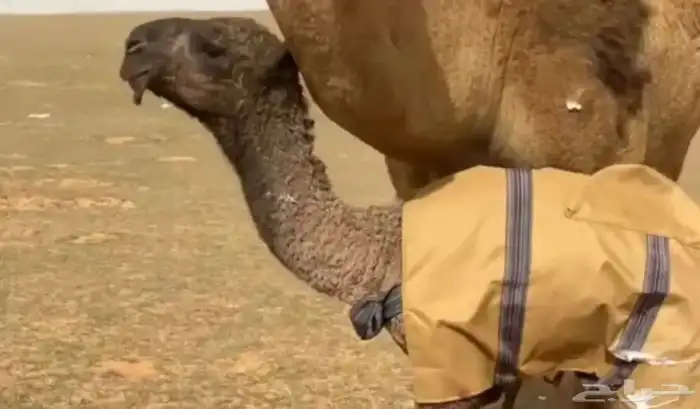 الشعلا الكفوو 2