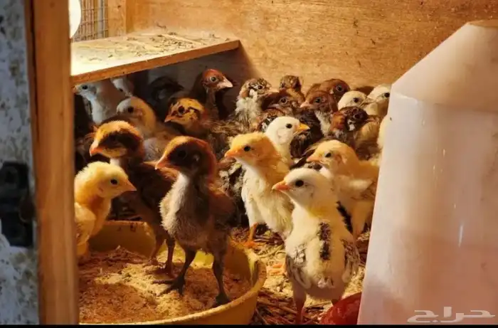 صوص بلدي وفيومي 0