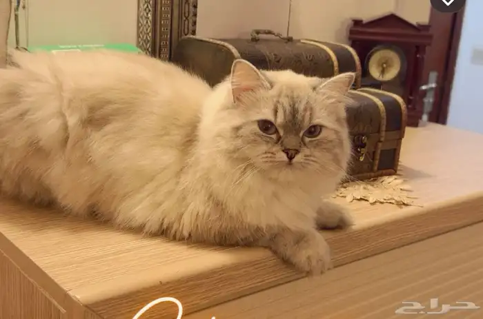 قطه للتزاوج 0