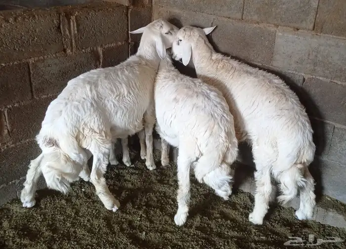 3 خرفان فل شحم نظيف 1