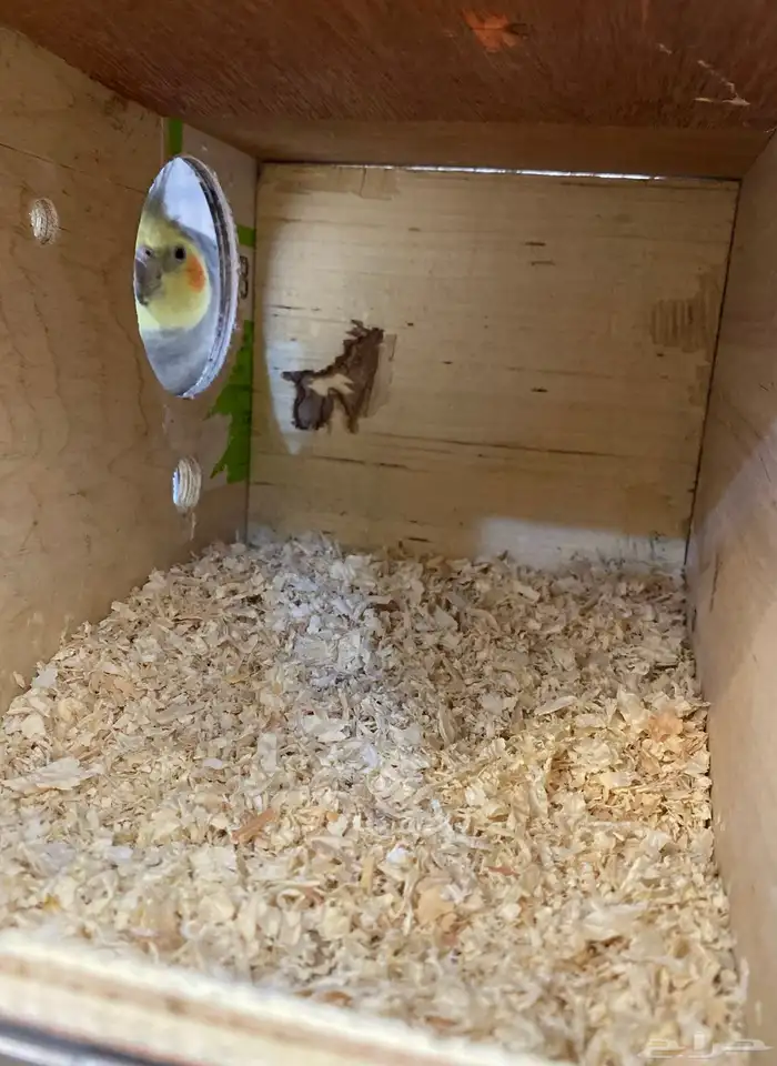 للبيع ازواج كروان منتجه 4