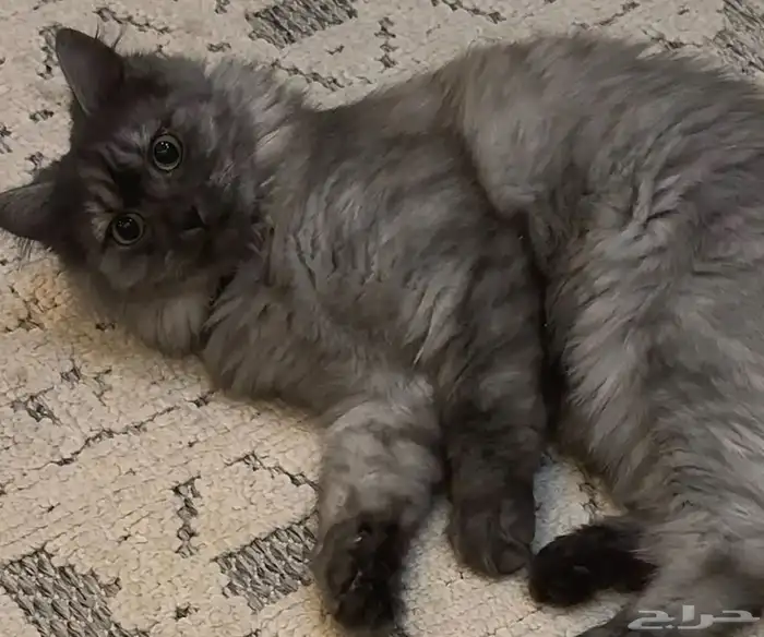 قط شيرازي ذكر 0