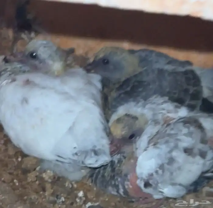 حمام باكستاني 1