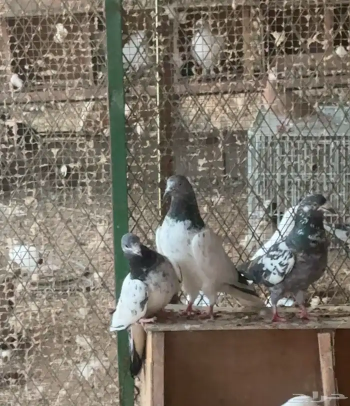 حمام باكستاني 4