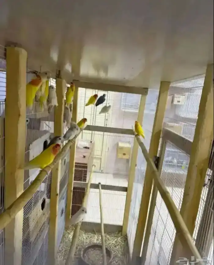 للبيع ازواج 3