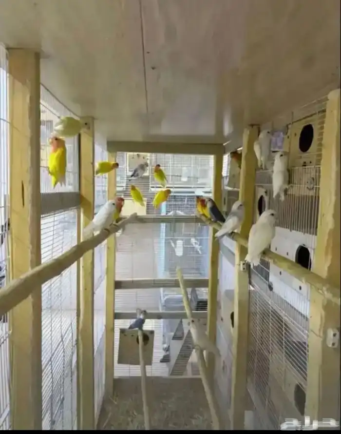 للبيع ازواج 4