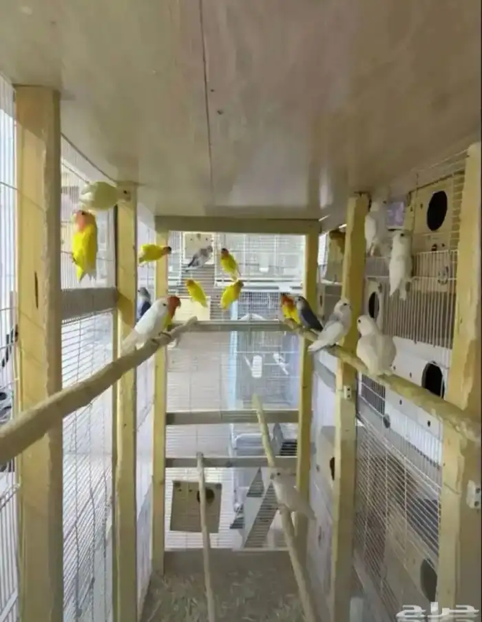 للبيع ازواج 2