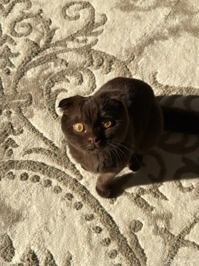 سكوتش فولد 1