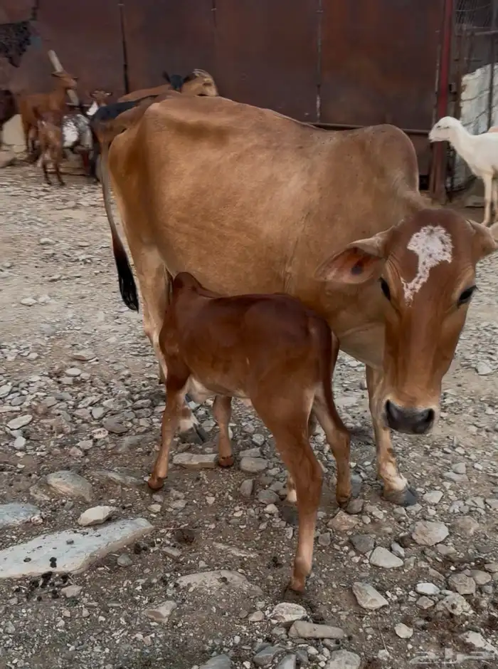 بقره منتوجه ام ثاني 6