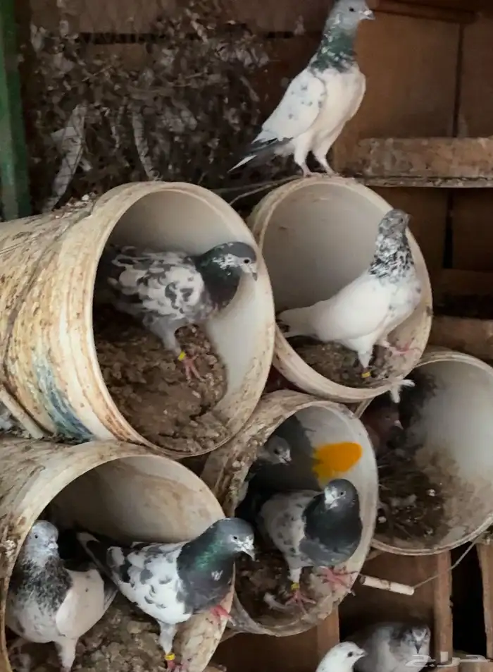 حمام باكستاني 2