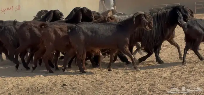 معزا قبرصيات دهم دفيع فاخره العدد 20 بالفحل 0