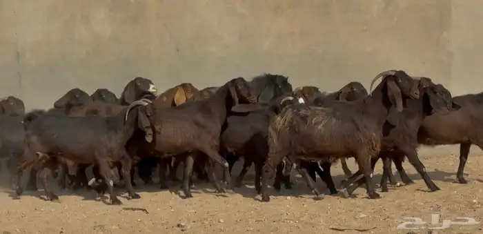 معزا قبرصيات دهم دفيع فاخره العدد 20 بالفحل 2