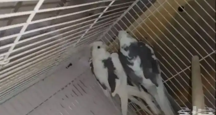 للبيع ازواج 6