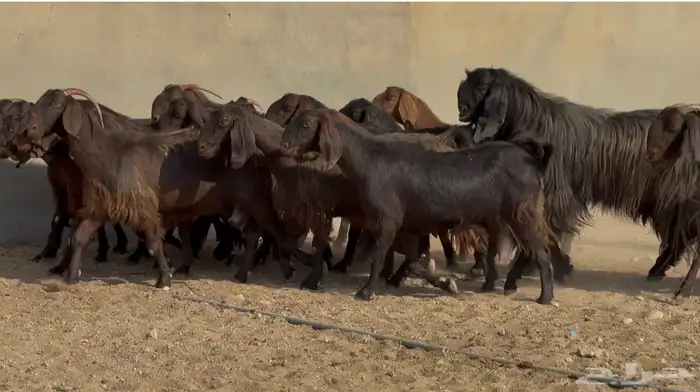 معزا قبرصيات دهم دفيع فاخره العدد 20 بالفحل 1